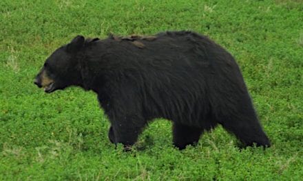 The 5 Best Black Bear Hunting States