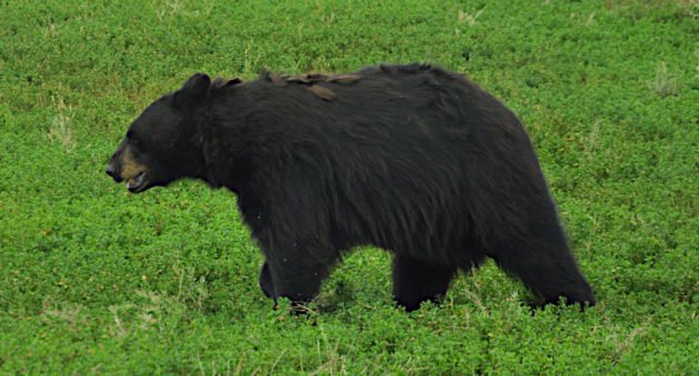 Best Black Bear Hunting States
