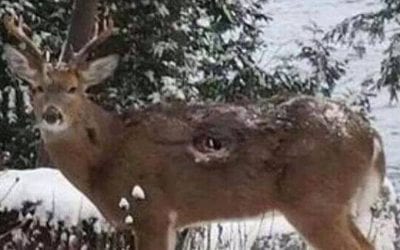 These 10 Diseases are Plaguing Whitetail Herds Nationwide