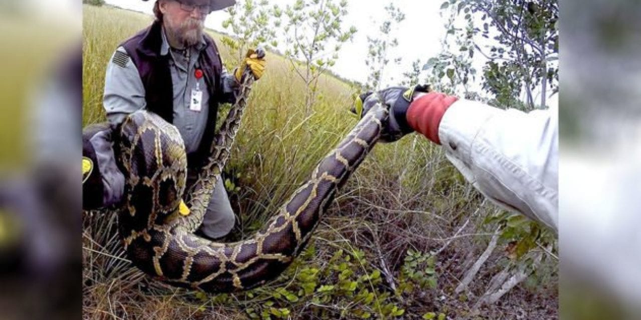 These Veterans Are Working Together to Remove Pythons From the Everglades