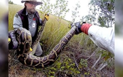 These Veterans Are Working Together to Remove Pythons From the Everglades