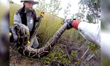 These Veterans Are Working Together to Remove Pythons From the Everglades