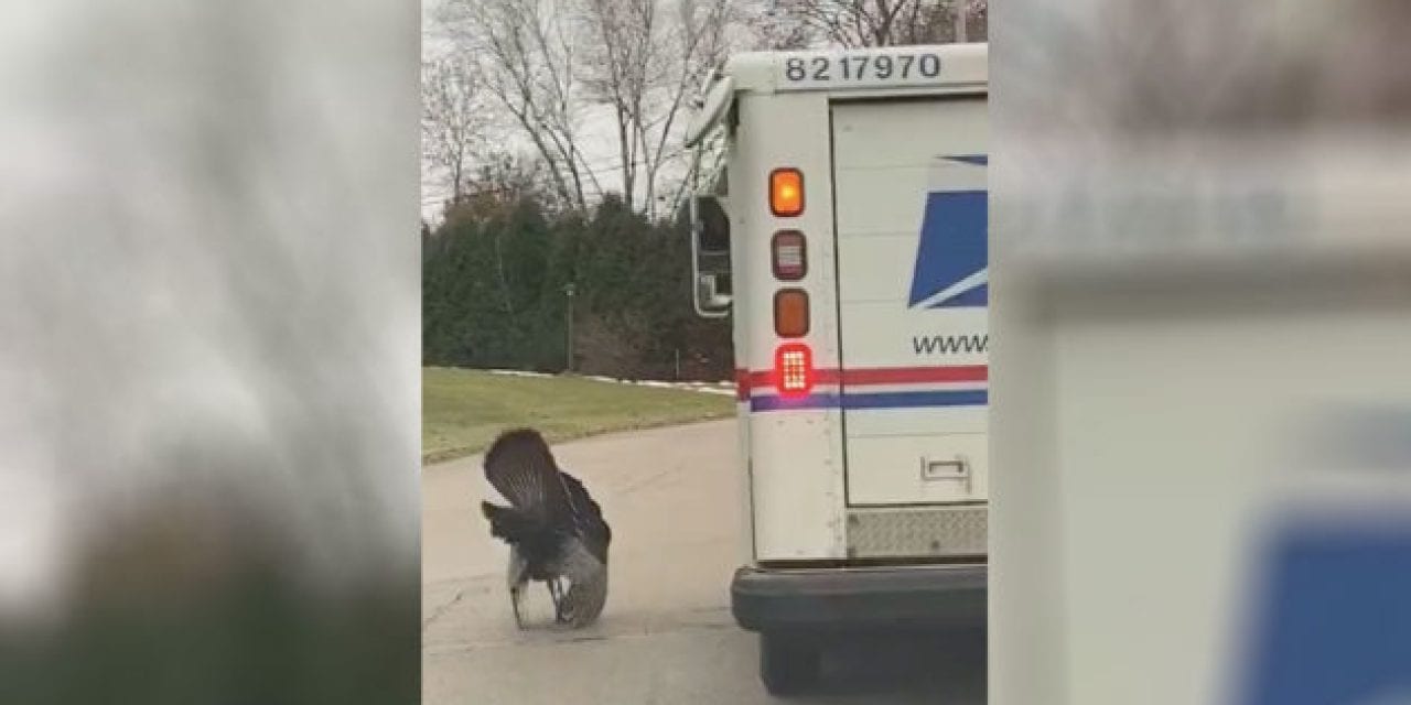 Turkey Chases Wisconsin Mail Carrier Every Day
