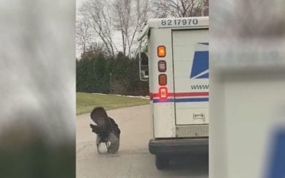 Turkey Chases Wisconsin Mail Carrier Every Day