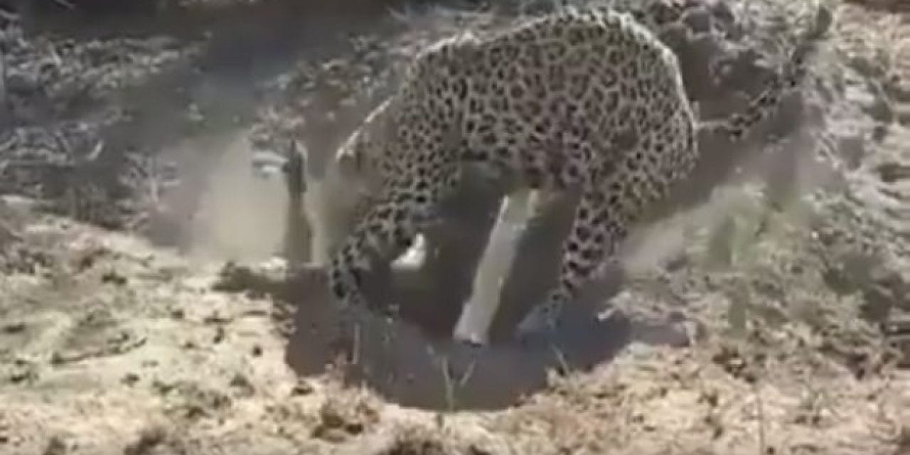 Watch as This Leopard Goes Noodling for a Warthog