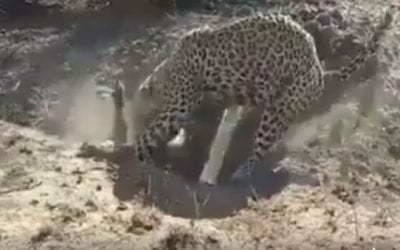 Watch as This Leopard Goes Noodling for a Warthog