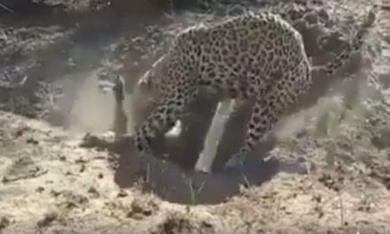 Watch as This Leopard Goes Noodling for a Warthog