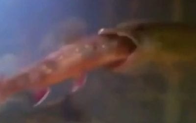 Watch How Fast This Pike Takes Care of a Big Trout