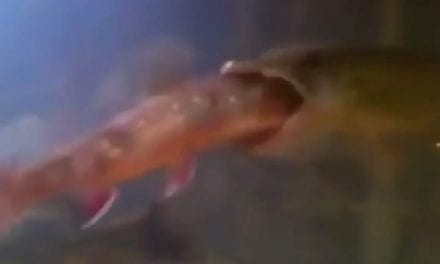 Watch How Fast This Pike Takes Care of a Big Trout