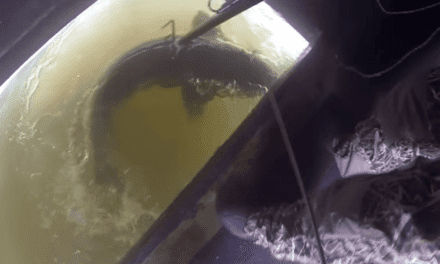 Watch These Guys Spear a Giant Sturgeon