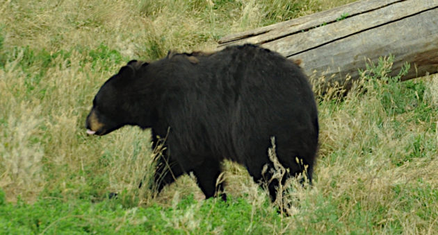 Where to Shoot a Bear With a Bow