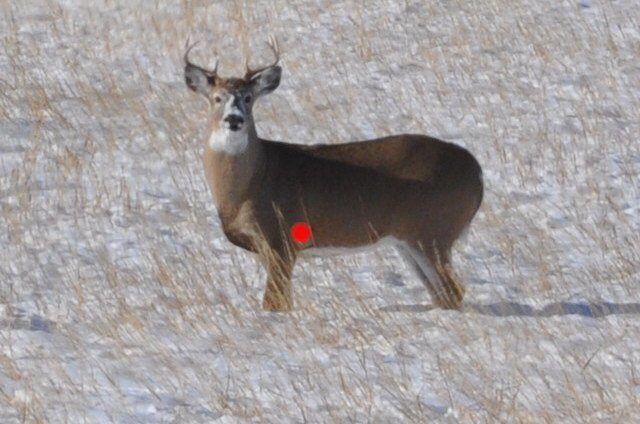 Where to Shoot a Deer