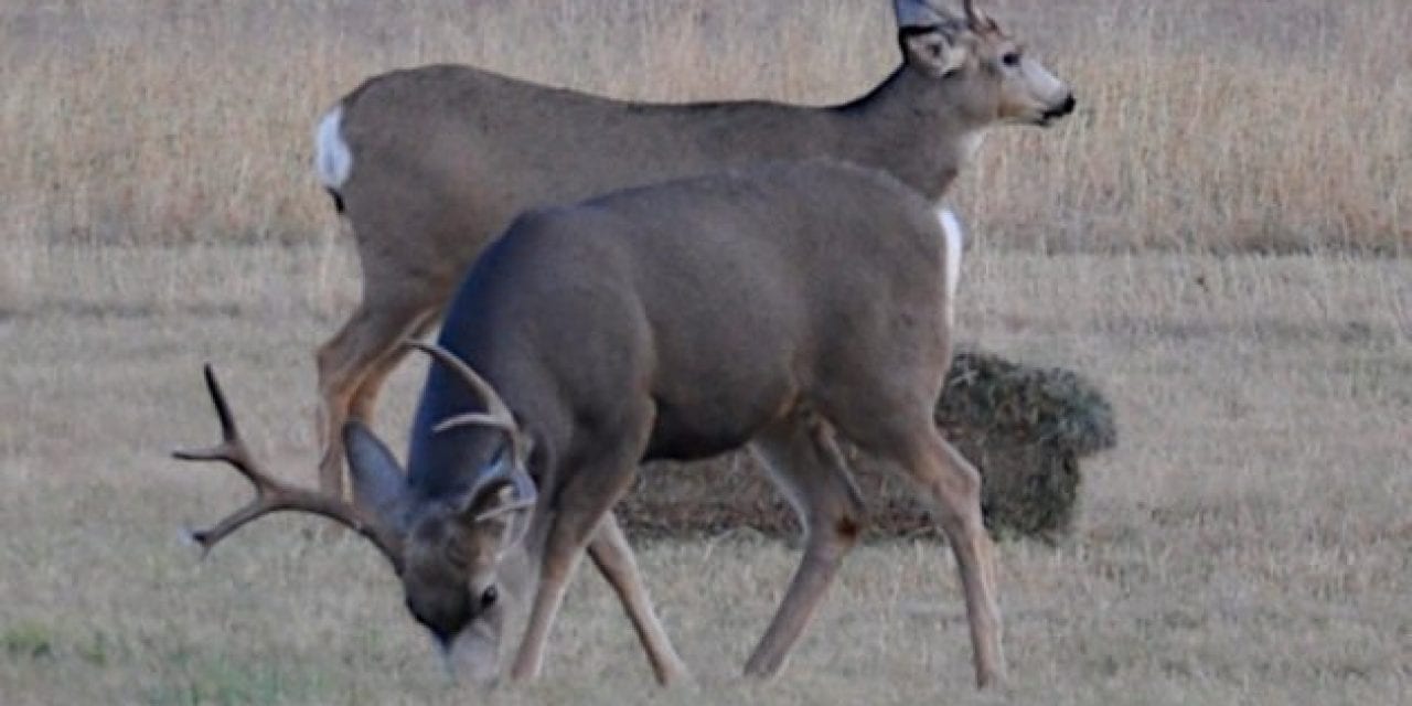 Where to Shoot a Deer for the Best Odds of a Quick Kill