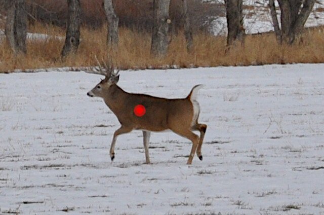 Where to Shoot a Deer