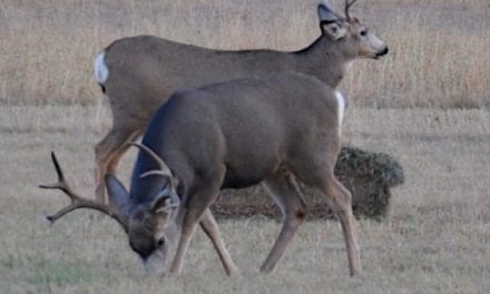 Where to Shoot a Deer for the Best Odds of a Quick Kill