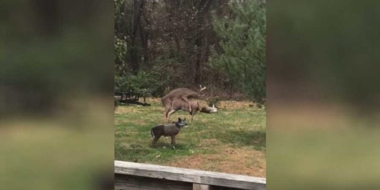Young Buck Tries to Make It With Decoy, Ends Up Knocking Its Head Off