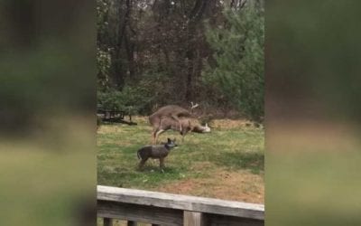 Young Buck Tries to Make It With Decoy, Ends Up Knocking Its Head Off