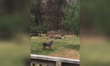 Young Buck Tries to Make It With Decoy, Ends Up Knocking Its Head Off