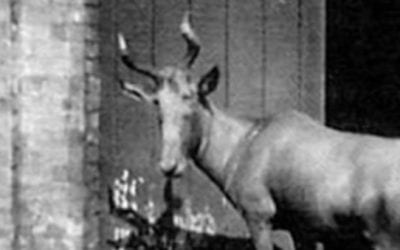 10 Animals Hunted to Extinction Before Modern Wildlife Management