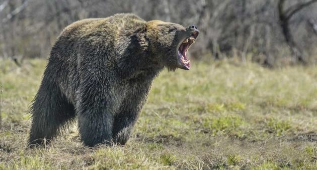 bear defense guns