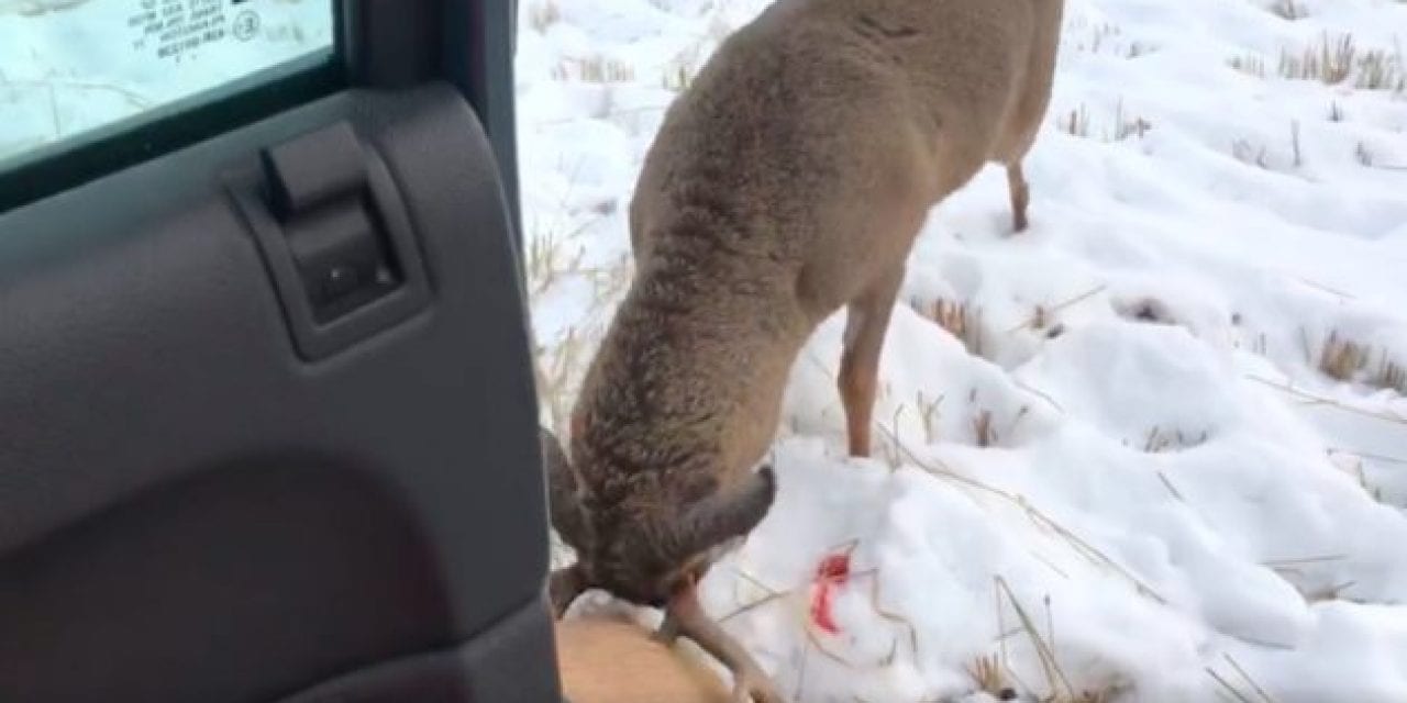 10-Point Buck Tries to Fight Dead Deer Right Next to the Truck