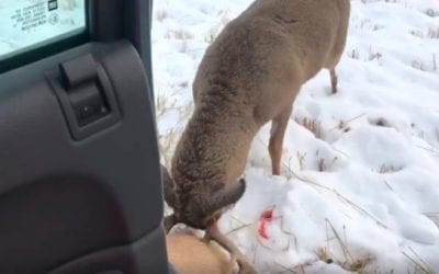 10-Point Buck Tries to Fight Dead Deer Right Next to the Truck