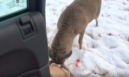 10-Point Buck Tries to Fight Dead Deer Right Next to the Truck