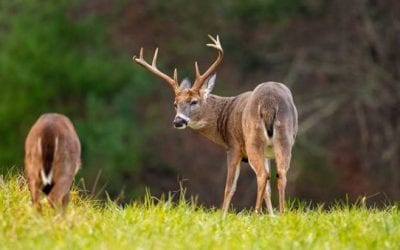 15 Things Hunters Have Done But Won’t Admit
