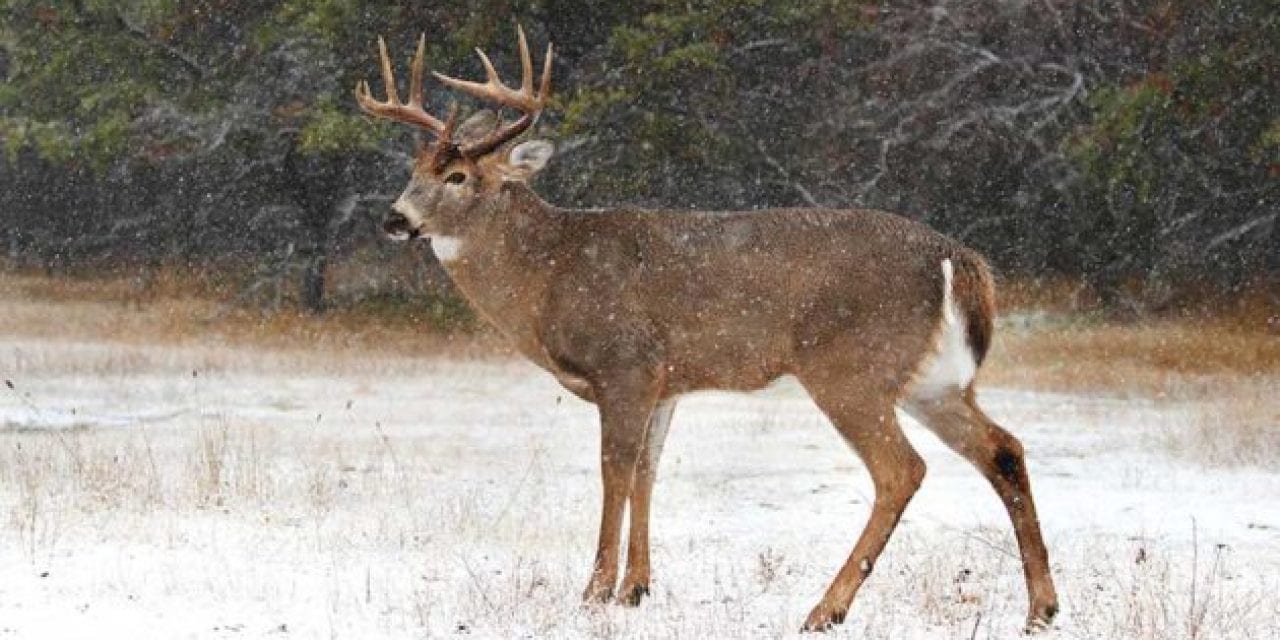 4 Last Ditch Efforts to Turn Around Your Deer Season
