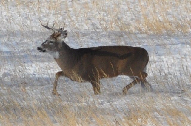 Deer Season Success