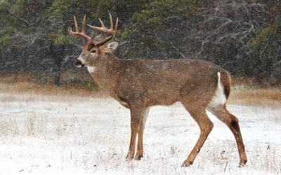 4 Last Ditch Efforts to Turn Around Your Deer Season
