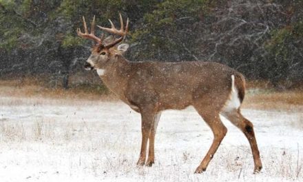 4 Last Ditch Efforts to Turn Around Your Deer Season