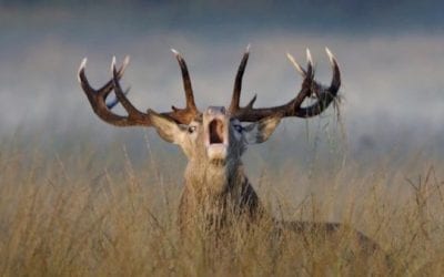 5 Premier Hunting Destinations Outside of Africa