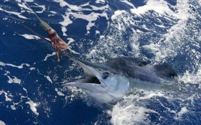 5 Saltwater Spots Great for Winter Fishing