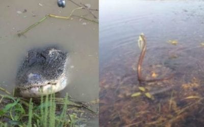 7 Unexpected Fishing Catches Captured on Video