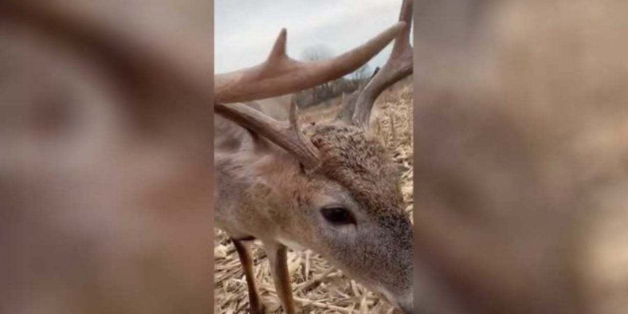 8-Point Buck Walks Right Up to the Muzzle of Hunter’s Rifle
