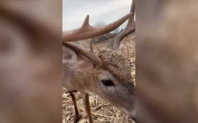 8-Point Buck Walks Right Up to the Muzzle of Hunter’s Rifle