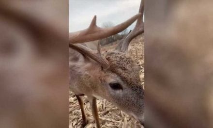 8-Point Buck Walks Right Up to the Muzzle of Hunter’s Rifle