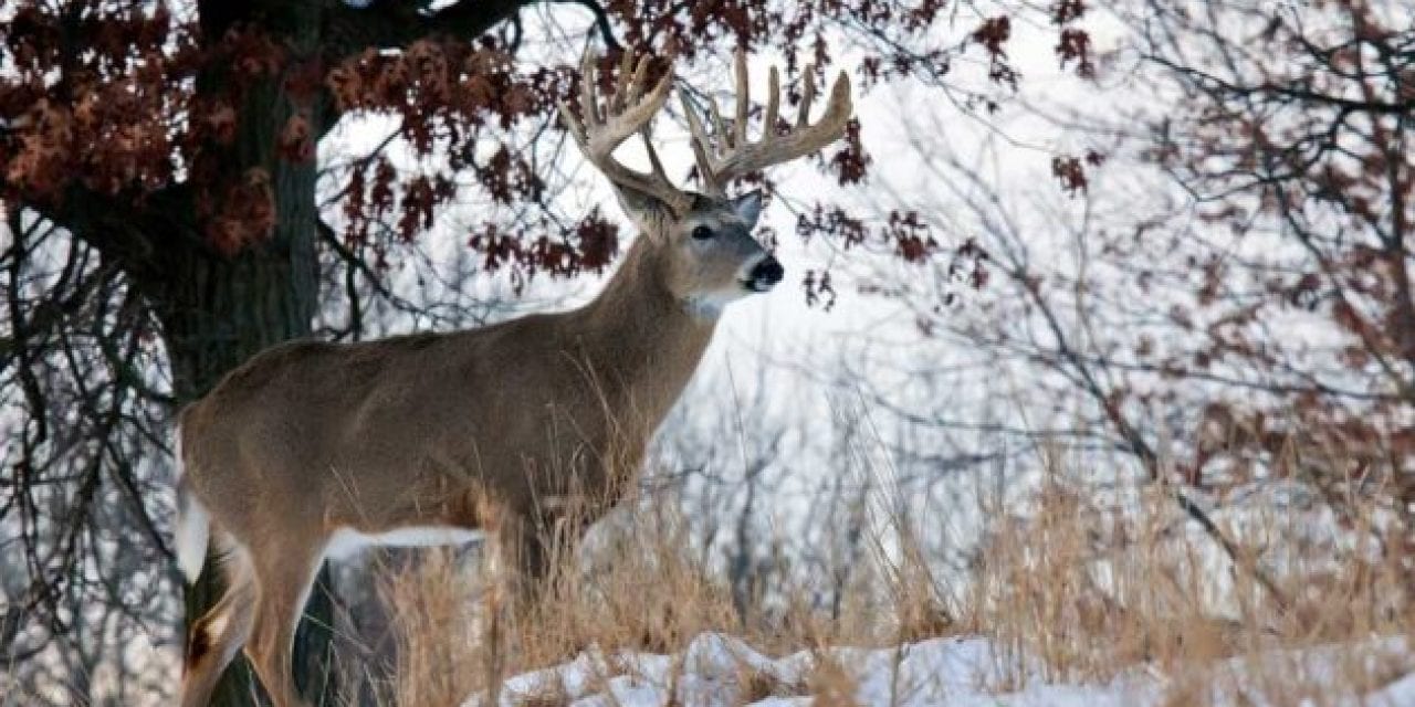 A Deer Hunter’s Christmas: Take a Moment to Listen and Reflect