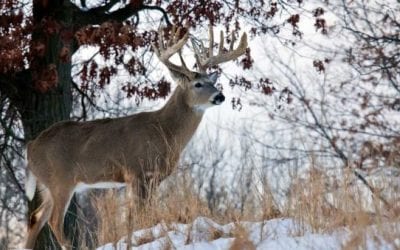 A Deer Hunter’s Christmas: Take a Moment to Listen and Reflect