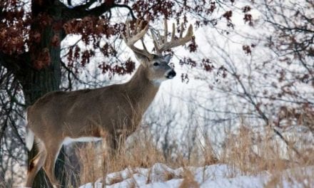 A Deer Hunter’s Christmas: Take a Moment to Listen and Reflect