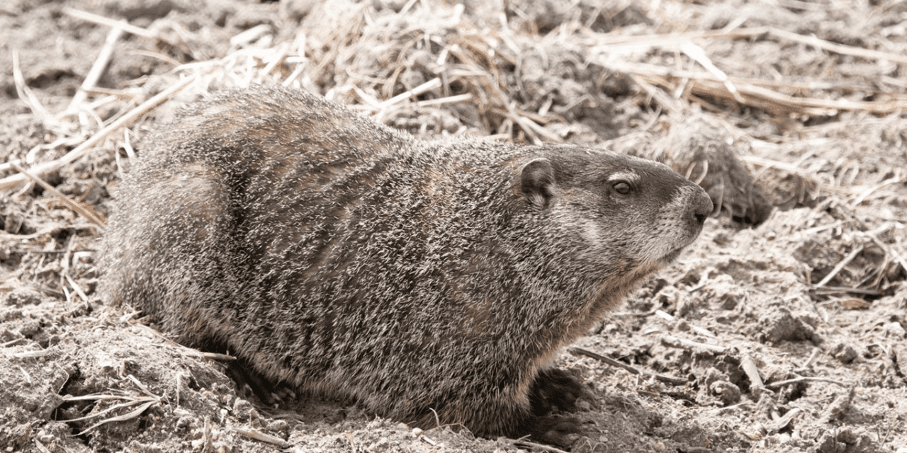 Advancing Groundhogs