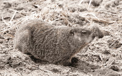 Advancing Groundhogs