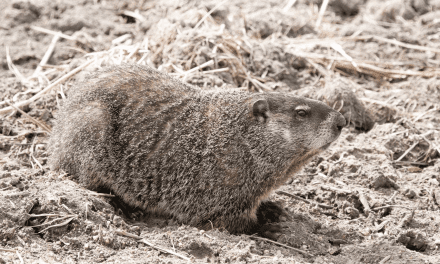Advancing Groundhogs
