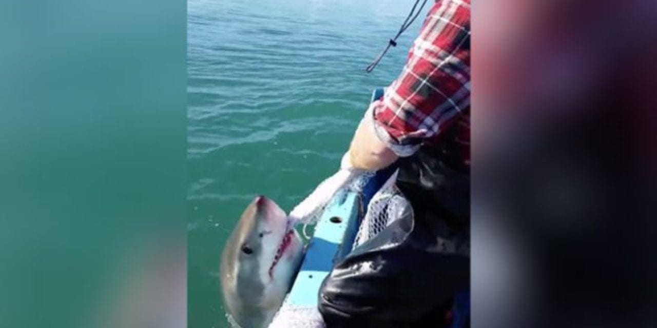 Aussie Has a Tug of War With a Great White Shark, Then Cusses at It When He Loses