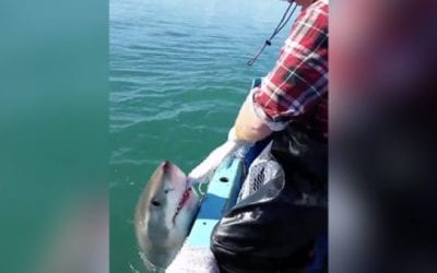 Aussie Has a Tug of War With a Great White Shark, Then Cusses at It When He Loses