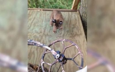 Baby Bobcats Pay Deer Hunter a Visit in Treestand