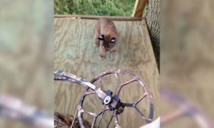 Baby Bobcats Pay Deer Hunter a Visit in Treestand