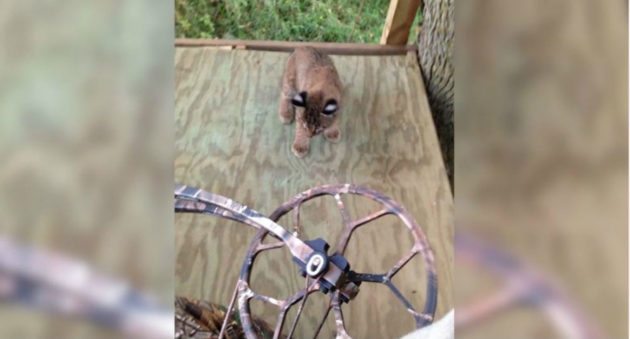 baby bobcats