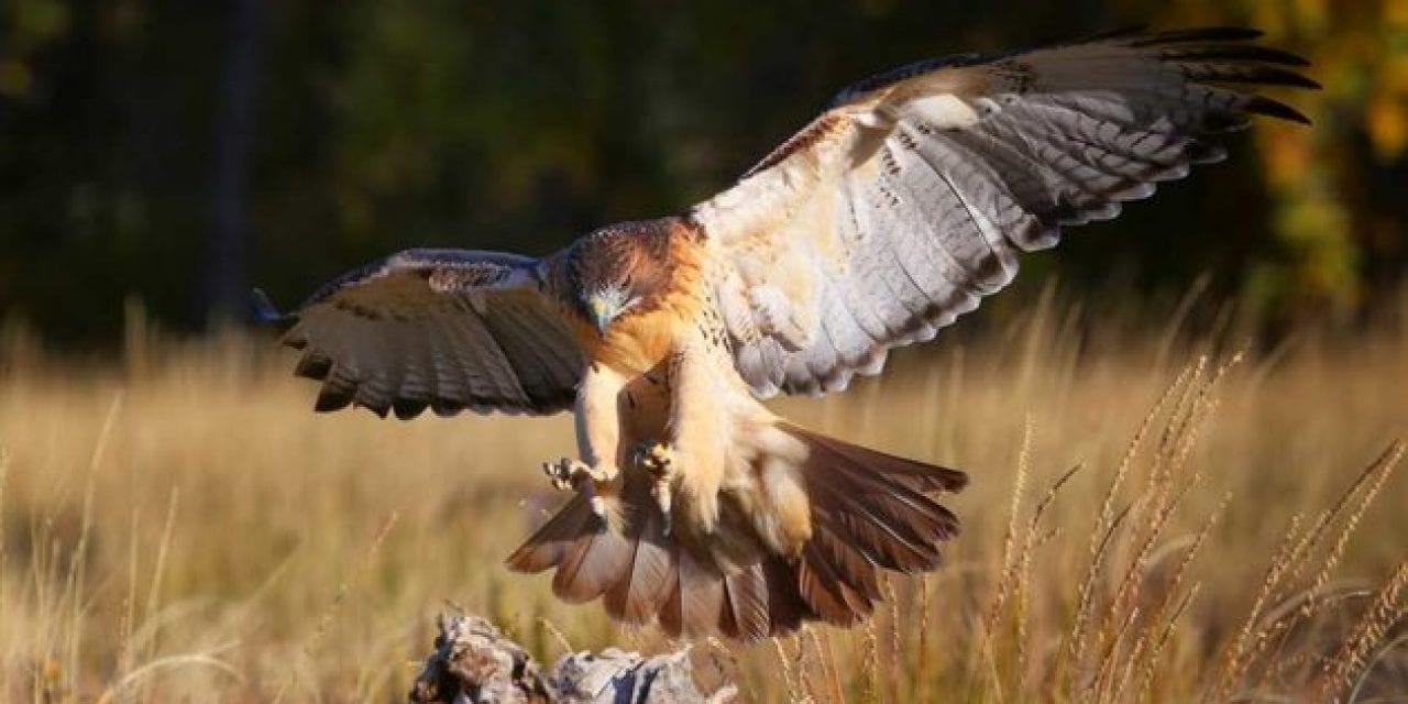 Bird Drops Fish From Sky and Smashes North Carolina Car Owner’s Window